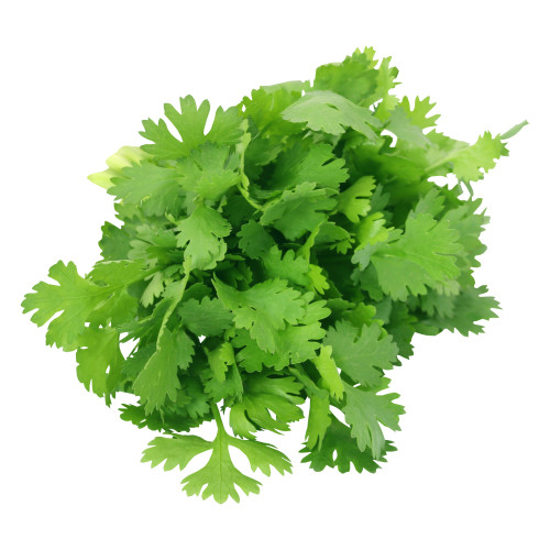 Coriander