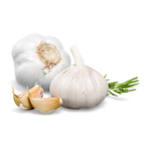 Garlic